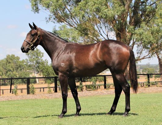 Sebring X Mithila Filly