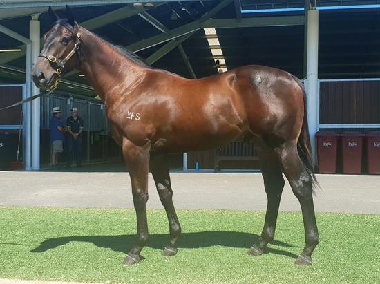 Niconni X Wall Street Vixen Colt