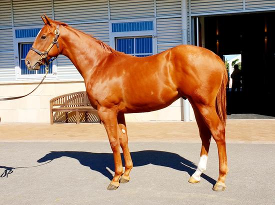 Sebring X All Sewn Up Colt