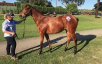 Shares available in cracking Wandjina filly from very progressive family