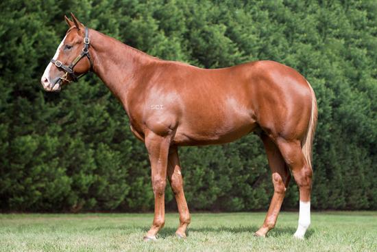 Toronado X Irish Rose 18
