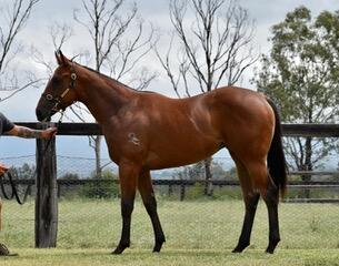 Fastnet Rock X Antillanca 19