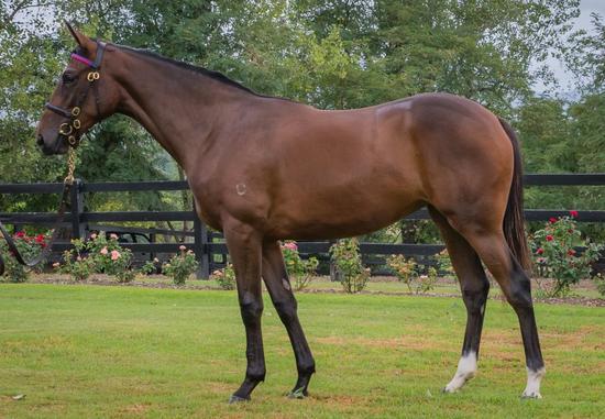 High Chaparral X Blowin In The Wind Filly
