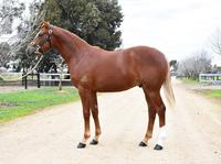 New inclusion to the stable