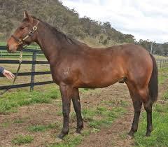 Star Witness X Cattonar Colt