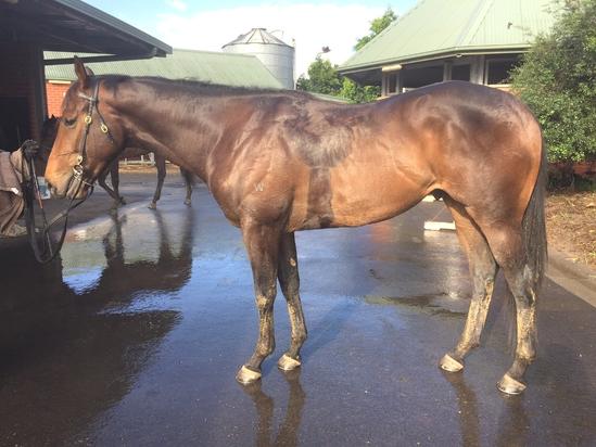 Stables - November 2016