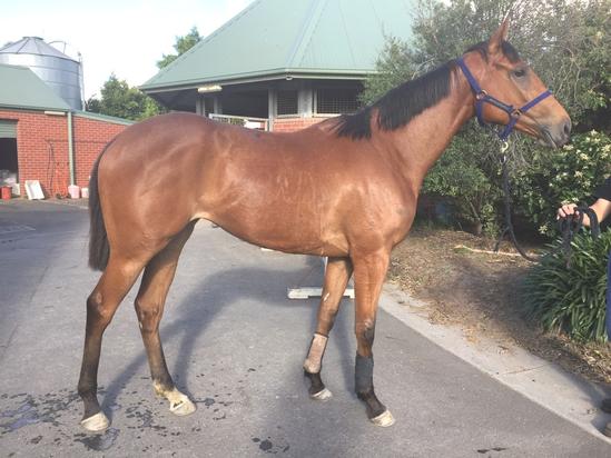 Stables - November 2016