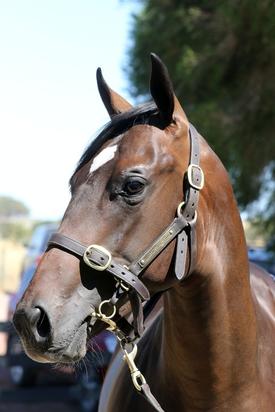 Inglis Sale