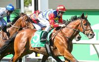 Gold rocks Cranbourne in Apache Cat Classic
