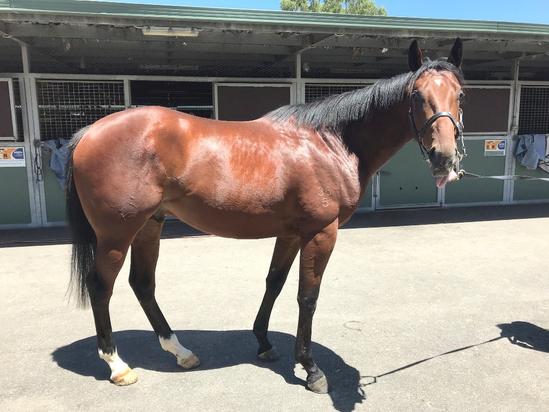 Bushranger X Coversinga