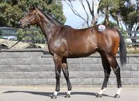 Dissident X Cyclone Stacey