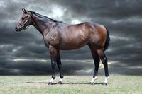 Dissident X Cyclone Stacey