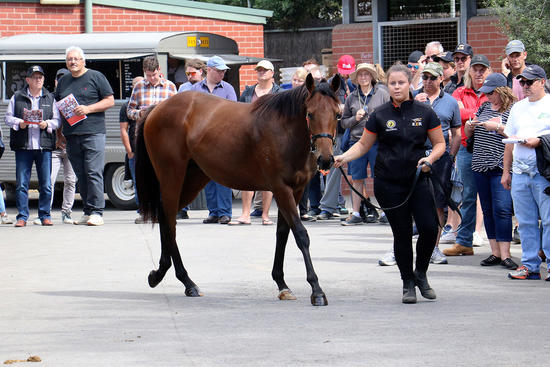 Yearling parade