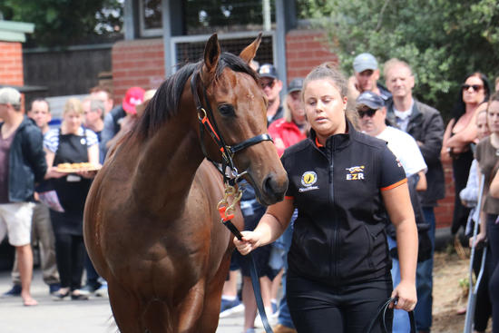 Yearling parade