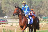 Marcel marvellous in Benalla debut victory