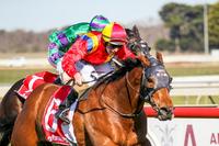 Sale winner a smart galloper for sure