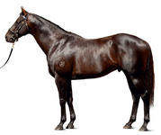 Kuroshio stock ready to soar this season