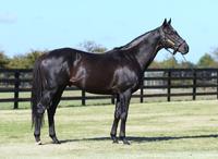 Perfect time to get in on Redwood's Caulfield Cup emergence
