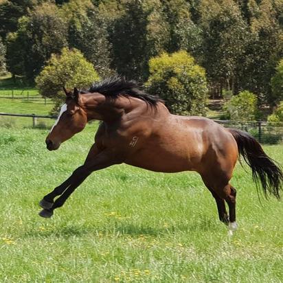 Spelling at Epona Park