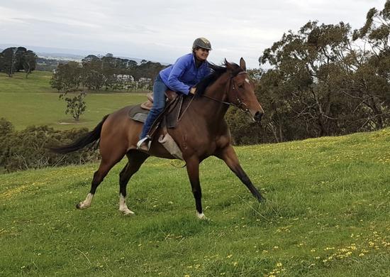 Pretraining at Wingara Thoroughbreds