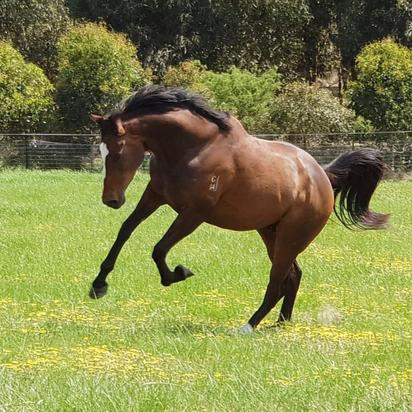 Spelling at Epona Park