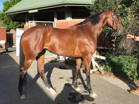 Street Boss X Oceans