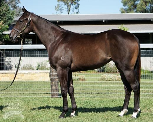Smart Missile X Somer