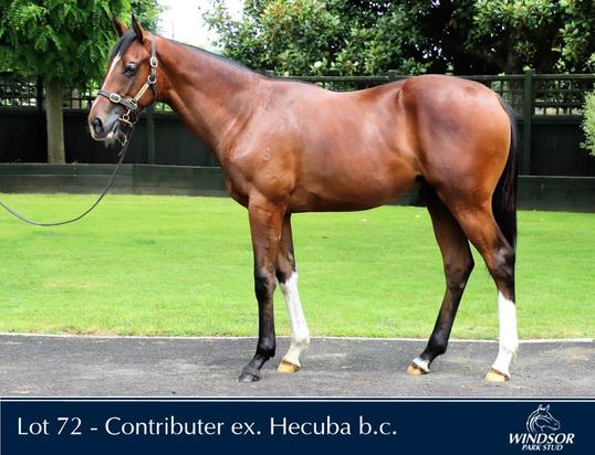 Contributer X Hecuba