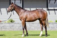 Redwood X Surprize Surprize