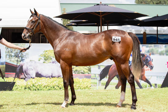 Redwood X Surprize Surprize