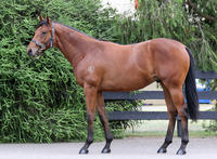 Yearling Parade - Sunday 24th March