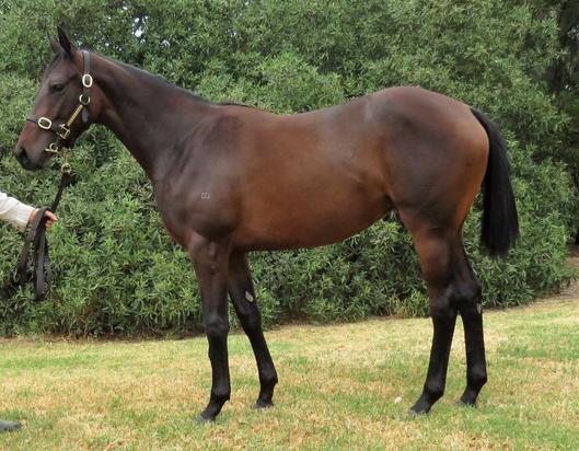 Epaulette X Shuaily