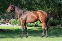 Another Smart Missile filly purchased by EZR....& Vobis nominated!