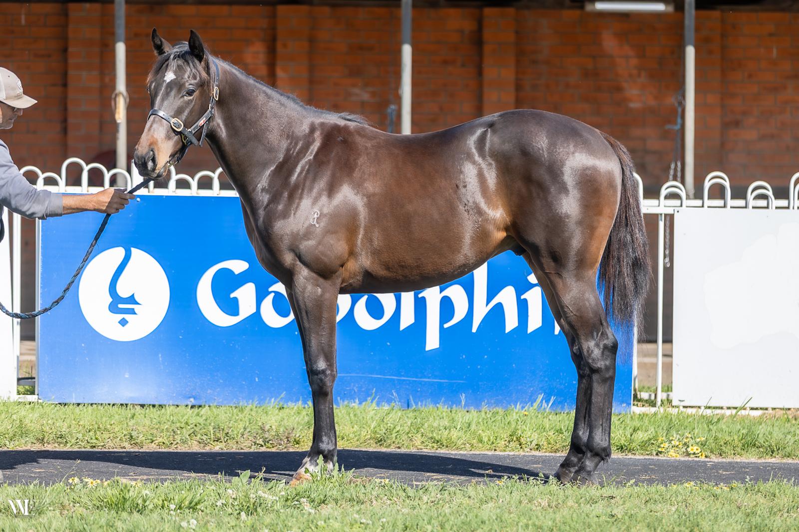 Exceed and Excel x Solar Moon