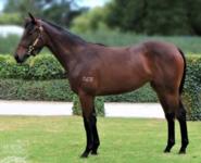 August 2017: Opportunity to Race a Well-Bred 2YO Filly