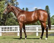 Two Young Horses Acquired at 2018 Inglis Classic Sale