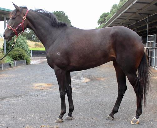 2017-02Feb6th Red Charlize at DWR.JPG