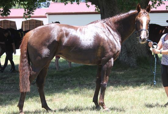 2017-01Jan17th Red Delight post trial at Te Aroha1.JPG