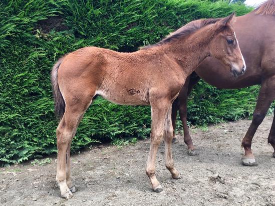 2018-12Dec5th Jakkalberry X Red Delight.jpg