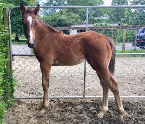 2018-12Dec5th Jakkalberry X Red Delight1.jpg