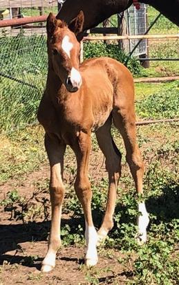 2019-09Sept18 Sepoy X Red Mary Filly.JPG