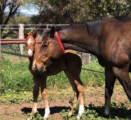 2019-09Sept18 Sepoy X Red Mary Filly1.JPG