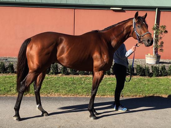 2019-08Aug31 Royal Ace at Danny OBrien Stables.jpg