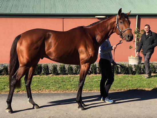 2019-08Aug31 Royal Ace at Danny OBrien Stables1.jpg