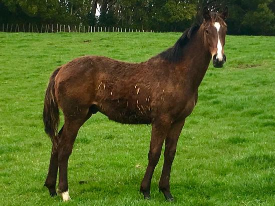 2019-09Sept12 Jakkalberry X Red Delight Colt.jpg