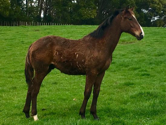 2019-09Sept12 Jakkalberry x Red Delight Colt1.jpg