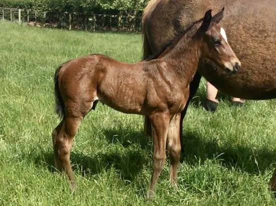 Shocking X Red Delight 2019