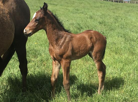 2019-11Nov11 shocking x Red Delight colt .jpeg