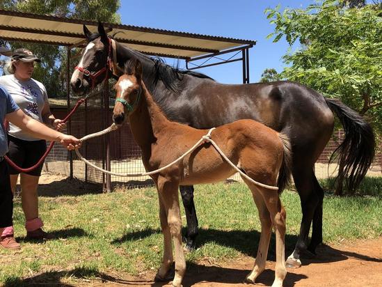 Mahuta X Red Charlize 2019