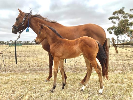 2019-12Dec11 Red Chill Foal 2019.jpg